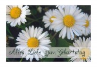 Geburtstagsblumen "Gänseblümchen" Geburtstagsblumen "Gänseblümchen"