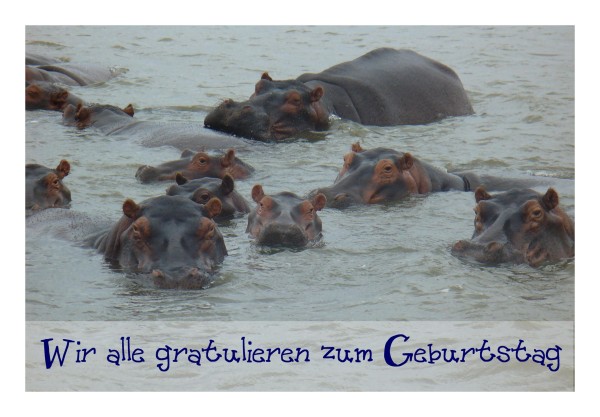 Geburtstagskarte "Nilpferdherde"
