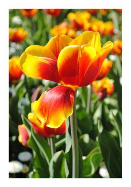 Blumenkarten "Blumenfreude"