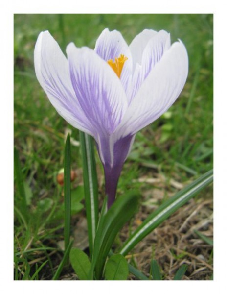 Blumenkarte "Krokus"