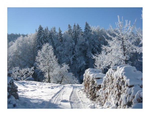 Winterpostkarten "Winterpracht"