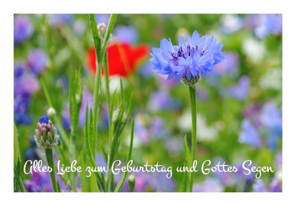 Christliche Geburtstagskarten "Kornblume"