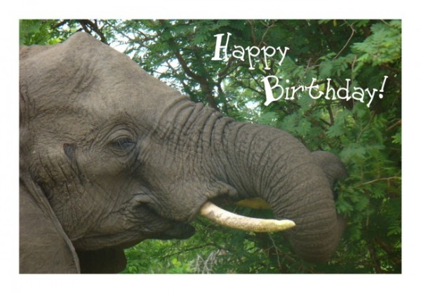 Witzige Geburtstagskarten "Elefant"