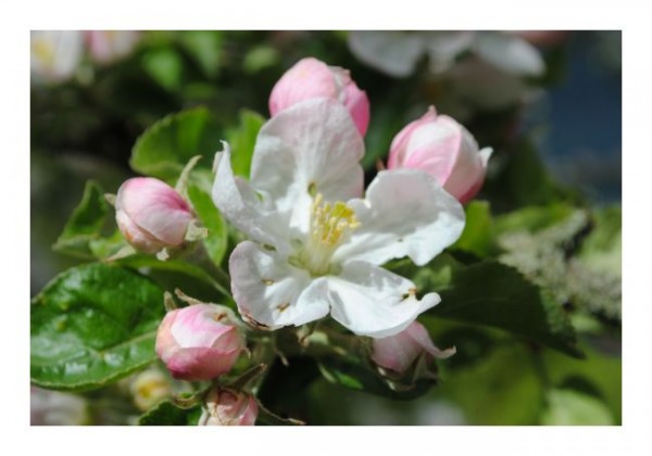 Blumenkarte "Apfelblüte-1"