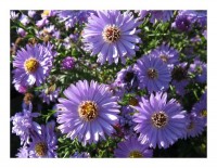 Blumenkarten "Astern" Blumenkarten "Astern"