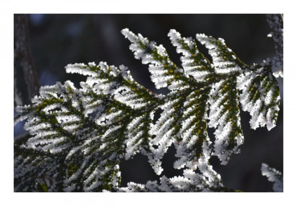 Winterkarte "Schneezweig"