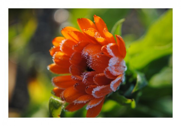 Winterkarte "Schneeorange"