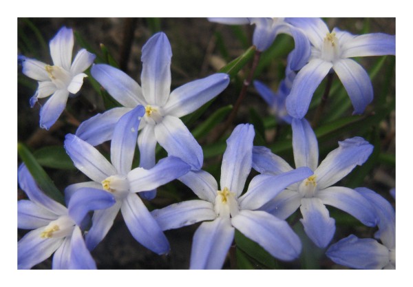 Blumenkarte "Schneestolz"