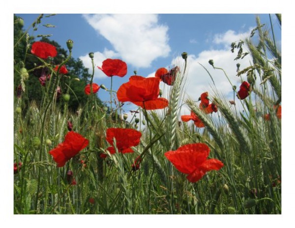 Blumen Grußkarten "Mohnfeld"