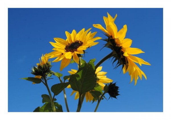 Geburtstagskarte Blumen "Sonnenblumen-2"