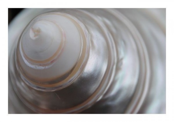 Muschelkarte "Zaubermuschel"