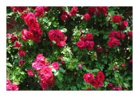 Blütenkarten "Rosen" Blütenkarten "Rosen"