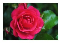 Blütenkarten "Rosenblüte" Blütenkarten "Rosenblüte"