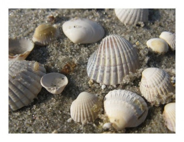 Muschelkarte "Muschel"