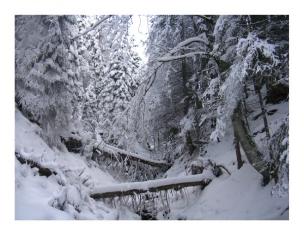 Schneekarte "Winterwald"