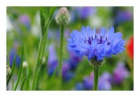 Blumen-Karten "Kornblume" Blumen-Karten "Kornblume"