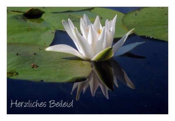 Beileidskarte "Herzliches Beileid"