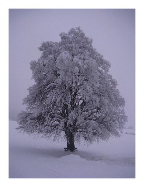 Winter-Karten "Winterbaum-3"