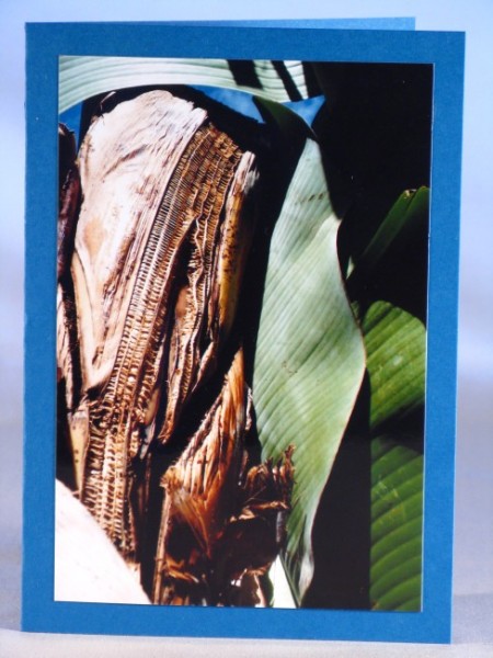 Naturkarten "Bananenpflanze"