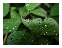 Naturkarten "Blatttropfen 2" Naturkarten "Blatttropfen 2"