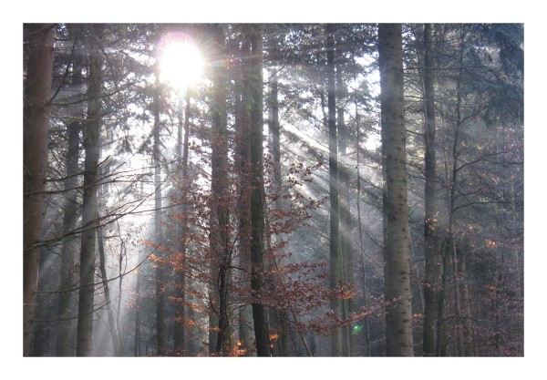 Grußkarte "Herbstwald"