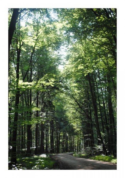 Grußkarten "Waldpfad"