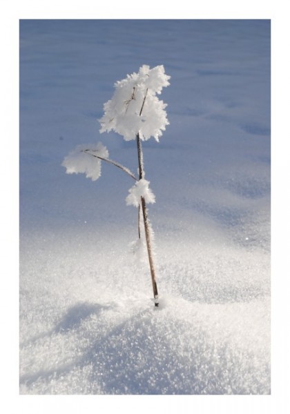 Winter-Karten "Schneezweig"
