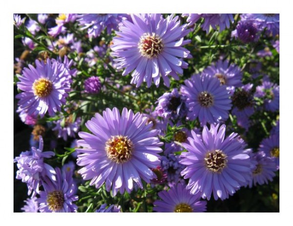 Blumenkarten "Astern"