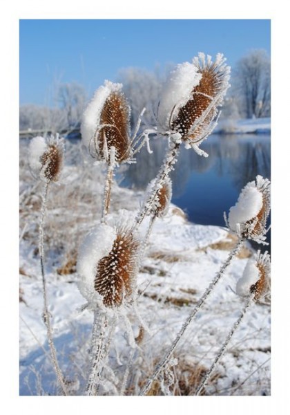 Winterpostkarten "Winterknospen"