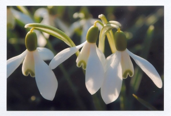 Blütenkarten "Schneeglöckchen-1"