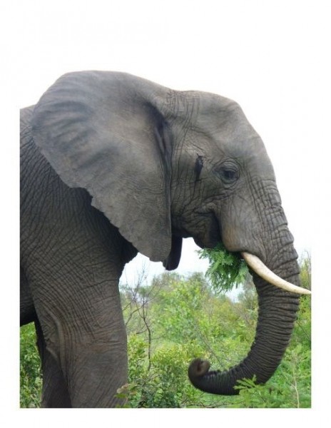 Grußkarten "Elefant"