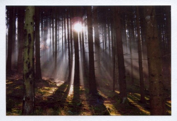 Kondolenzkarte "Sonnenwald"