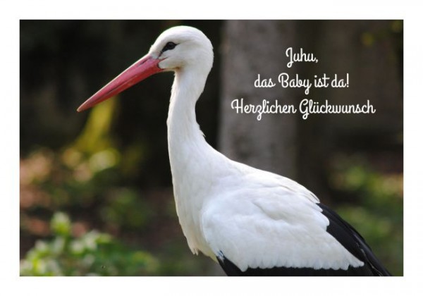 Glückwünsche zur Geburt "Storch"