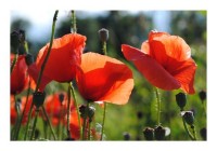 Blütenkarten "Mohnwiese-3" Blütenkarten "Mohnwiese-3"