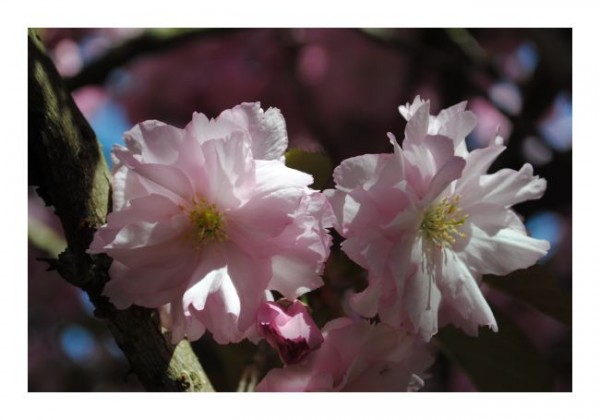 Blumenkarte "Kirschblüten"