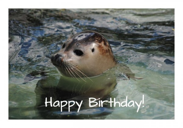 Glückwunschkarten Geburtstag "Seehund"