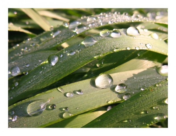 Landschaftskarten "Gräsertropfen"