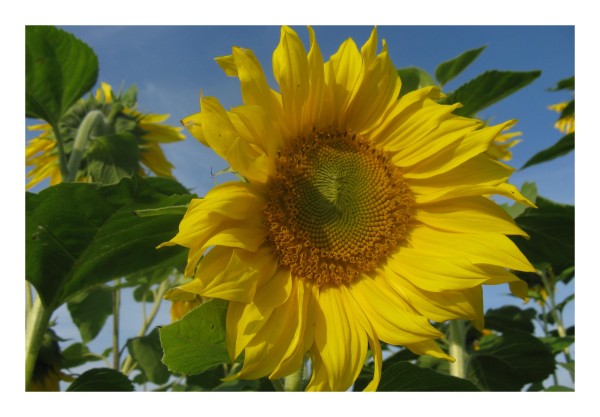 Blumen Grußkarten "Sonnenblume-2"