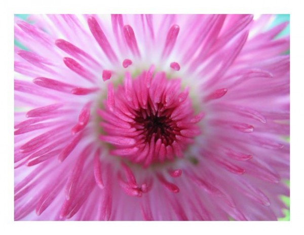 Blumenkarten "Chrysantheme"