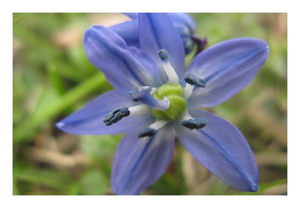 Blumenkarte "Blausternchen"