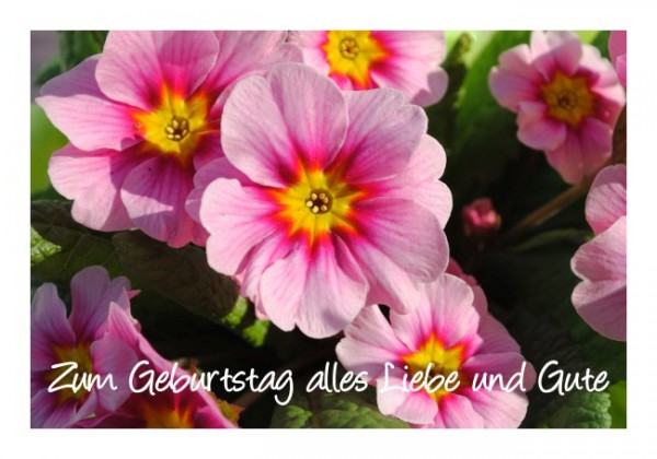 Geburtstagsblumen "Primeln"