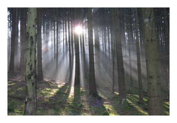 Grußkarte "Sonnenwald"