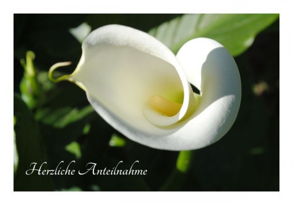 Beileidsbekundung "Anteilnahme"