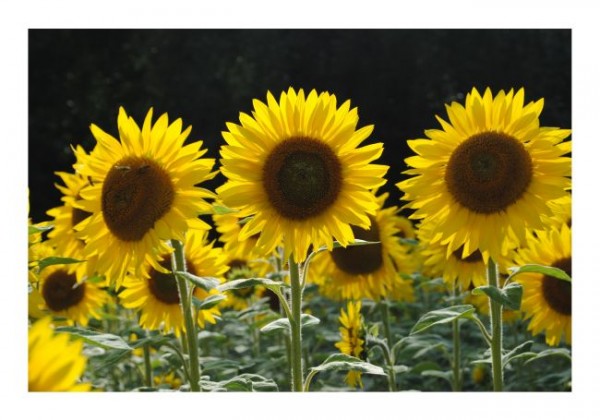 Geburtstagskarte Blumen "Sonnenblumen-3"