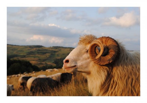 Lustige Karten "Widder"