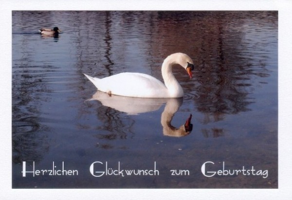 Geburtstagsglückwünsche "Schwan"