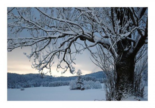Winter-Karten "Winterbaum 4"