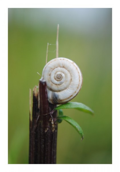 Naturkarten "Schnecke 1"