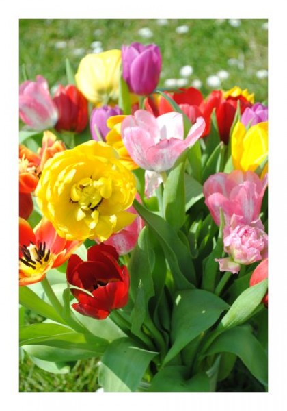 Geburtstagskarte Blumen "Tulpenstrauß-2"