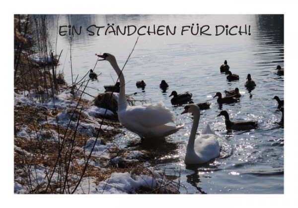 Lustige Geburtstagskarte "Schwäne"